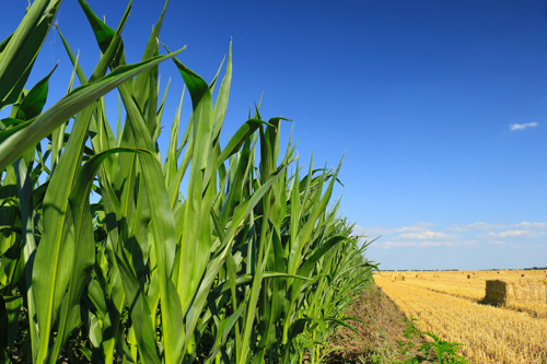 green, maturing corn